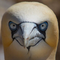 Avatar de FouMeurtreViol