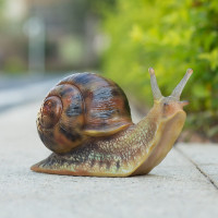 Avatar de Gasteropode