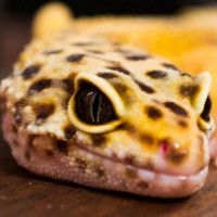 Avatar de Gecko