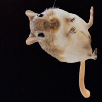 Avatar de Gerbille