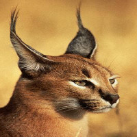 Avatar de Gilbertos9