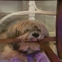 Avatar de GlandPoilu