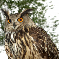 Avatar de Grand-duc