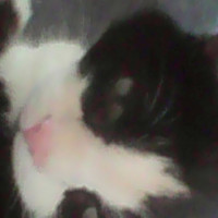 Avatar de Guerre