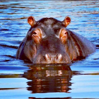 Avatar de Hippopotame