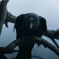 Avatar de Huginn