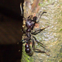 Avatar de Insecte