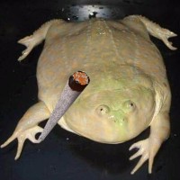 Avatar de Jean-Masturbin0