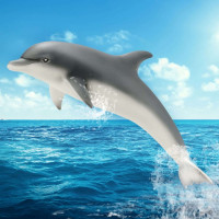 Avatar de JoliDauphin