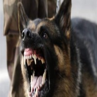 Avatar de Kilaab