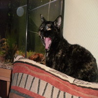 Avatar de KittyKat