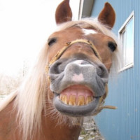 Avatar de LaBiteDuCheval