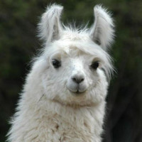Avatar de LamaCisBlanc