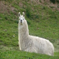Avatar de Lamasticot