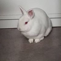 Avatar de LapinFou