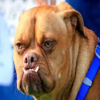 Avatar de LeChien