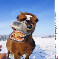 Avatar de LePetitCheval
