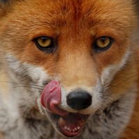 Avatar de LeRenardDeMarty