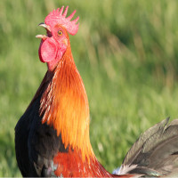 Avatar de Lecoq123123