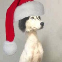 Avatar de Lisytsiya