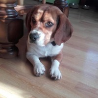 Avatar de Lucky