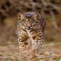 Avatar de Lynxpardelle