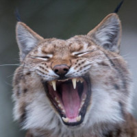 Avatar de Malynx