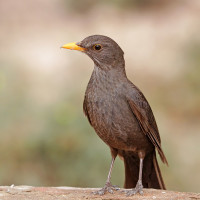 Avatar de Mauritanicus