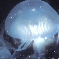 Avatar de Meduse