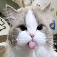 Avatar de Mengeled