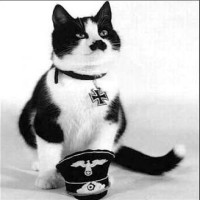 Avatar de Miaulocauste