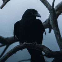 Avatar de Muninn