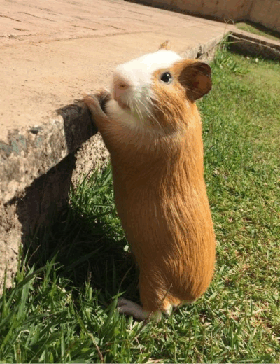 Avatar de Naetero