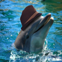 Avatar de Narko