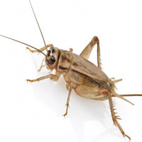 Avatar de NezGryon