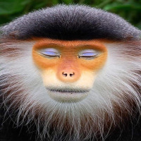 Avatar de Nithilum