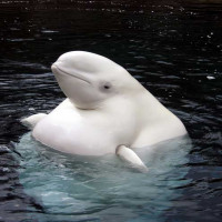 Avatar de NorbertBeluga