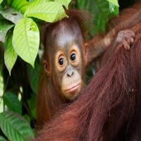 Avatar de Orang