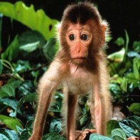 Avatar de Ouistiti