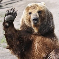 Avatar de Ours