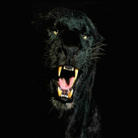 Avatar de PantheraPardus