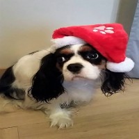 Avatar de PatesAuSmegma