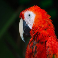 Avatar de Perroquet-