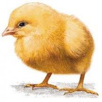 Avatar de PetitPoussin