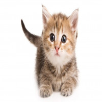 Avatar de PetiteChatte