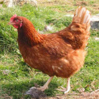 Avatar de Poulette