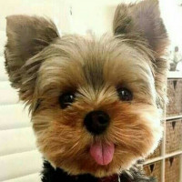 Avatar de Poupetto