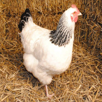 Avatar de Poupoule