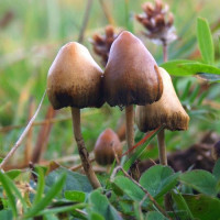 Avatar de Psilocybe