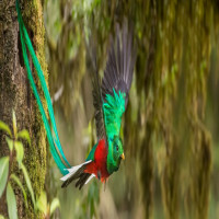 Avatar de Quetzal